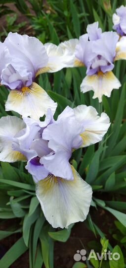 Цветы Ирисы