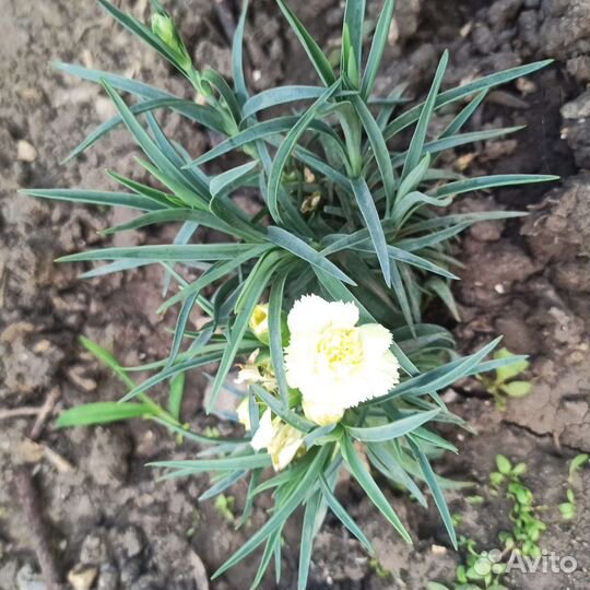 Гвоздика многолетняя