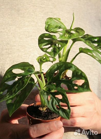 Монстера Манки Адансона. Комнатные цветы