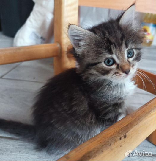 Котята ищут любящих хозяев