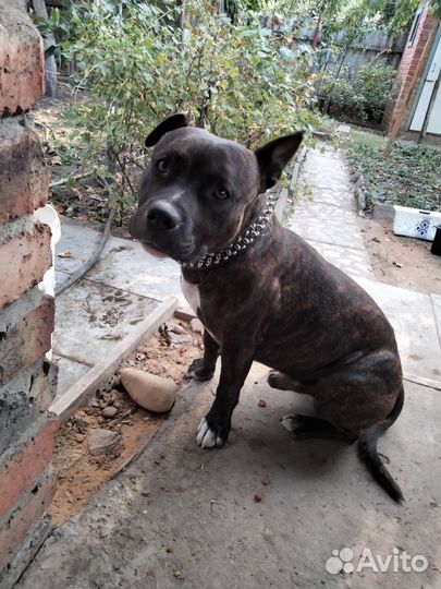 Вязка. Стаффордширский бультерьер