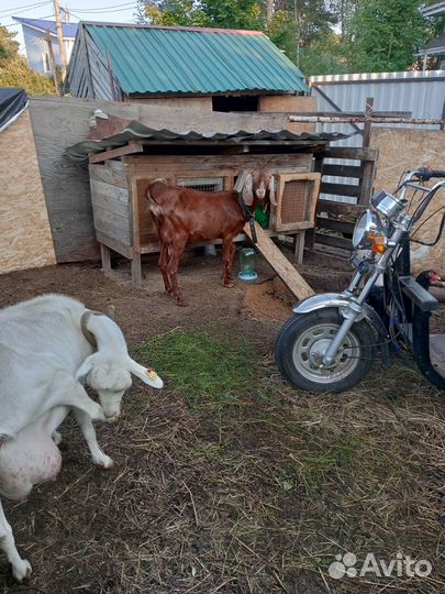 Коза нубийская+камори