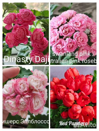 Пеларгония герань