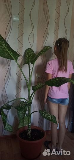 Диффенбахия высота 140