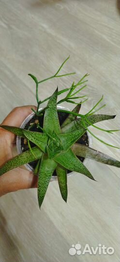 Комнатные растения. Цветы