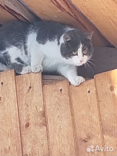 Котята супер
