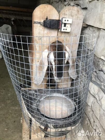 Козье молоко