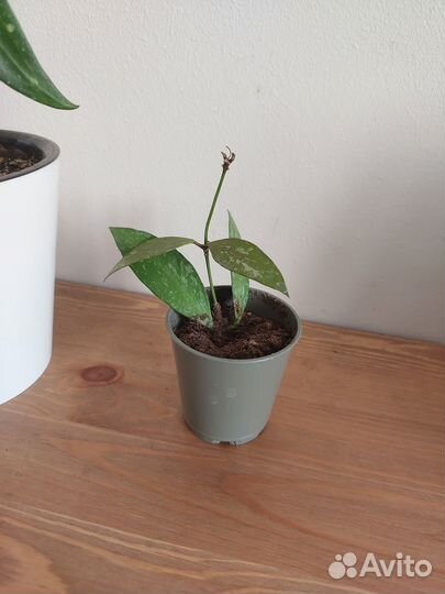 Хойя грацилис