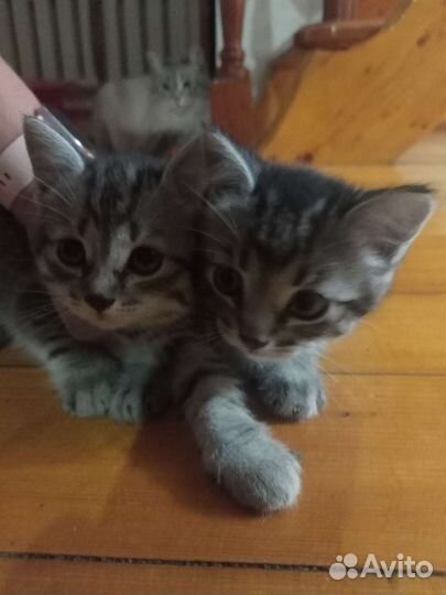 Кошка в дар бесплатно
