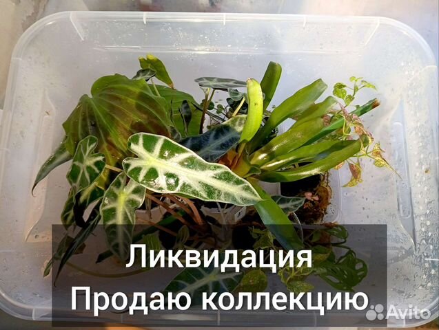 Растения для флорариума купить в Санкт-Петербурге | Товары для дома и ...
