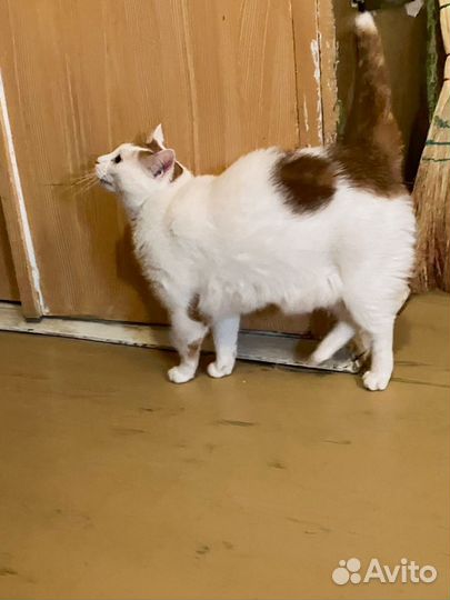 Отдам в добрые руки