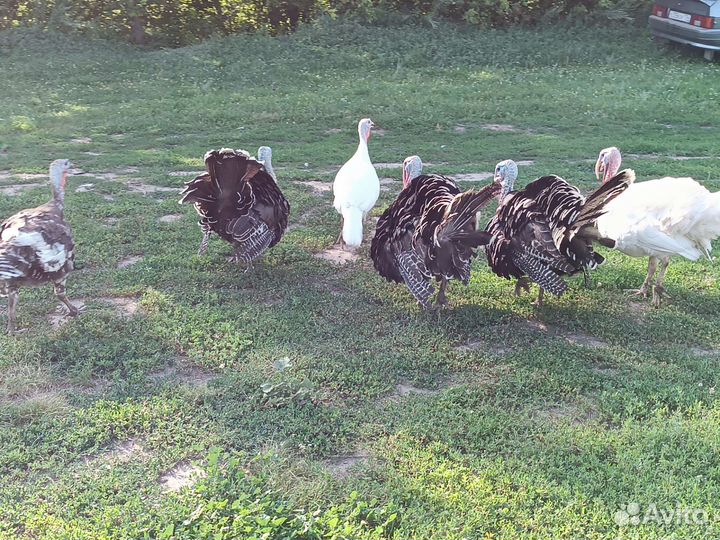 Индюки на племя