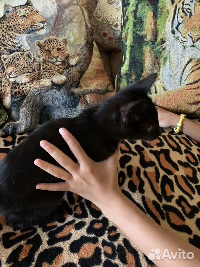 Котенок кошка