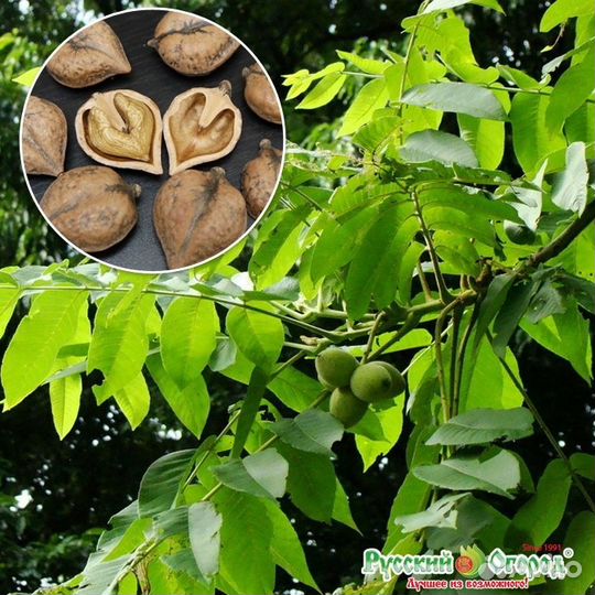 Саженцы ореха сердцевидного, съедобный, вкусный