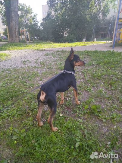 Вязка цвергпинчер