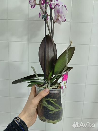 Орхидея фаленопсис