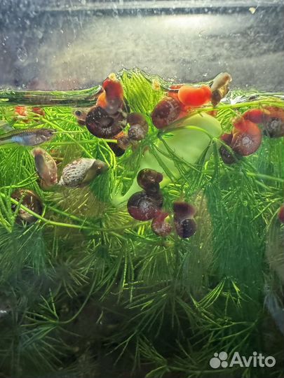 Улитки в добрые руки