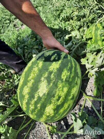 Продам арбуз оптом