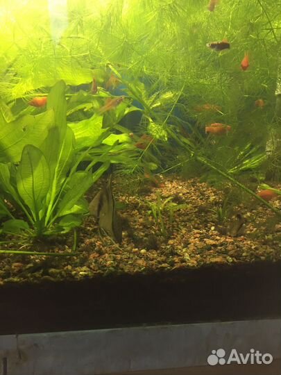 Аквариумное растение,рыбки.По договорной