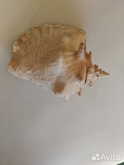 Ракушка океаническая большая