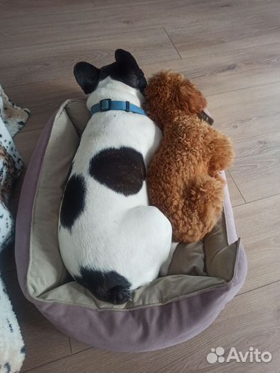 Передержка домашних собак