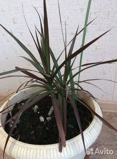 Пальма, драцена