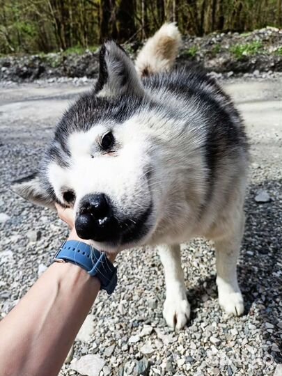 Собаки (хаски) ищут дом