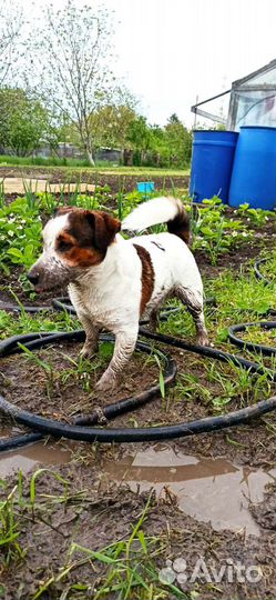 Случка собак