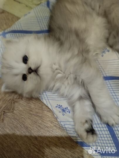 Британский,серебряный,шиншил