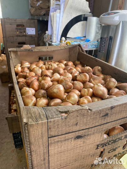 Лук Аллиум декоративный Маунт Эверест