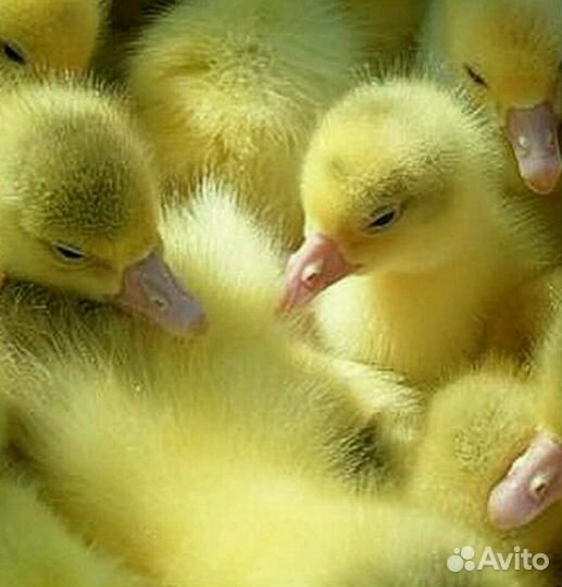 Гуси самые важные птицы