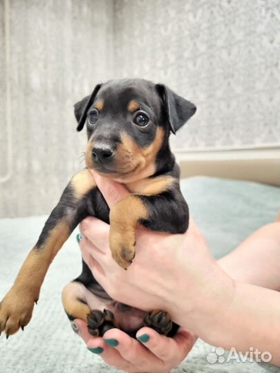 Цвергпинчер