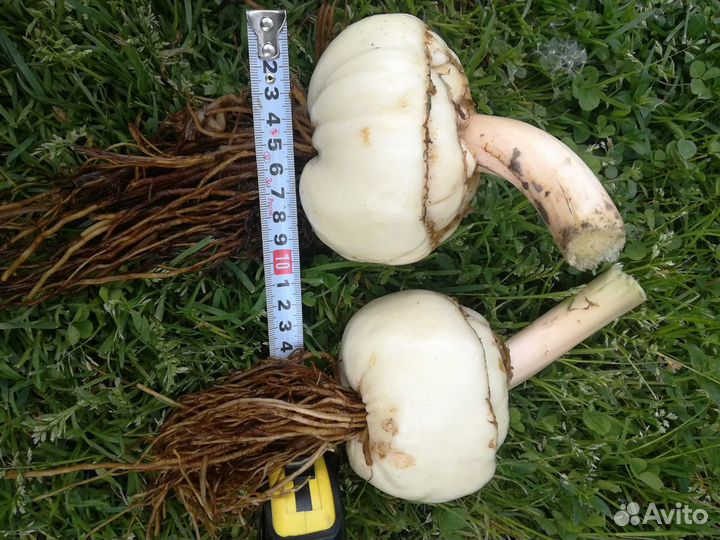 Рябчик императорский