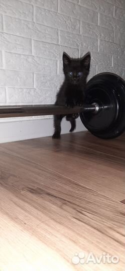 Отдам котят в хорошие руки