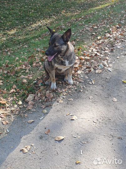 Ласковая собака улыбака