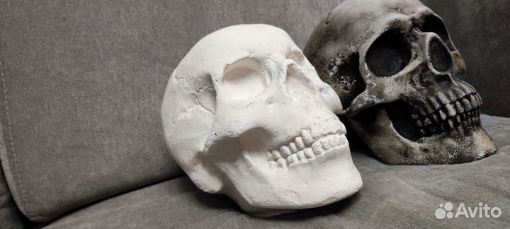 Череп анатомический