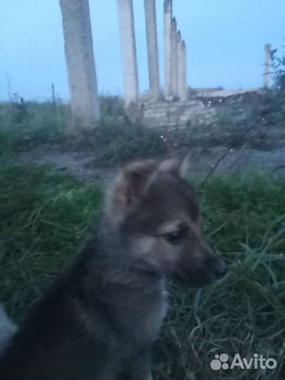 Щенки