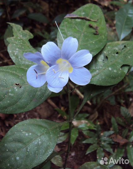 Барлерия, рафиолепис