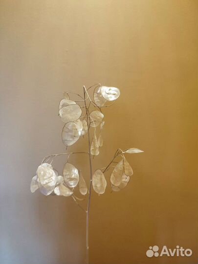 Лунария сухоцвет