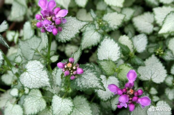 Хосты, манжетки и др