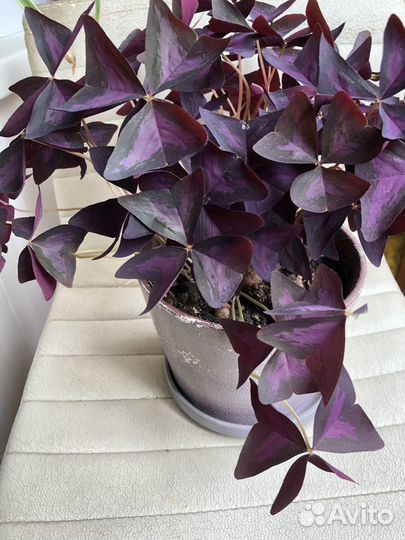 Кислица Оксалис