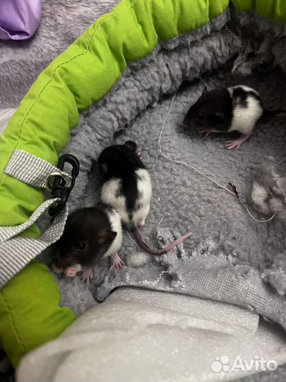 Крысята дамбо