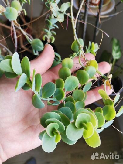 Суккуленты