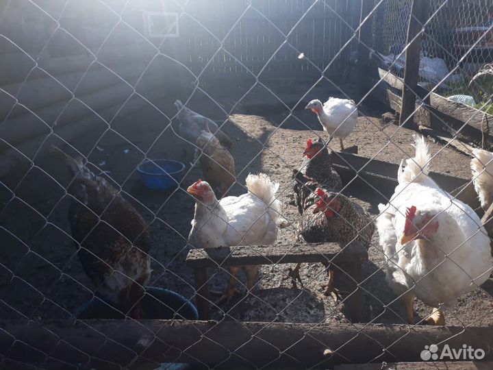 Гуси, курицы, индюки и петухи