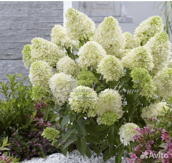 Гортензия метельчатая саженцы