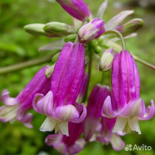 Дихелостемма Пинк Даймонд (луковицы)