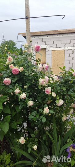 Плетистая роза Пьер де Ронсара