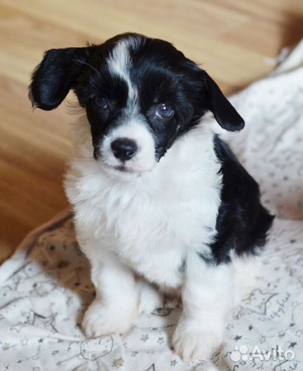 Два брата акробата:)