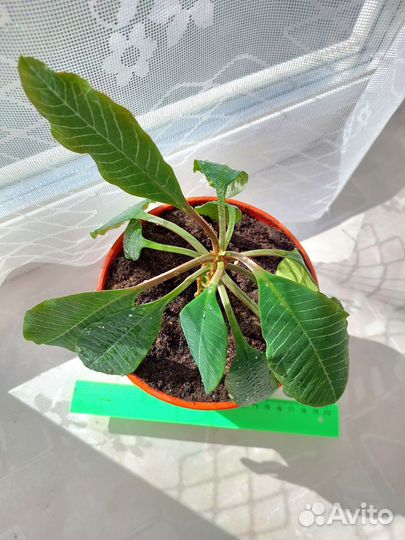 Молочай или пальма