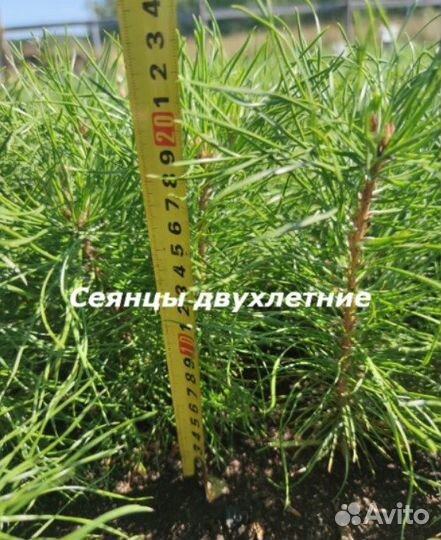 Сосна сеянец 2лет / Лесосеменной 2